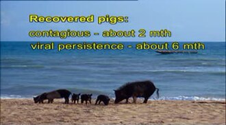 African swine fever poster