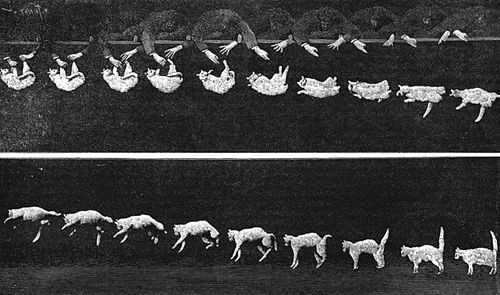 Falling Cat poster
