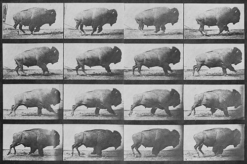 Buffalo Running poster